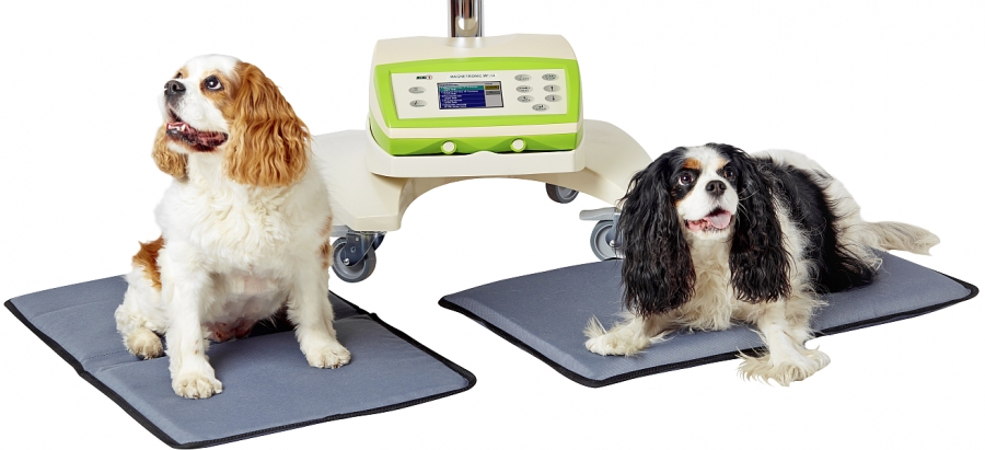 MAGNETOTERAPIA W WETERYNARII